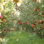 ‘Farmers Are All in Pain’