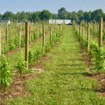 CNY’s Newest Vineyard