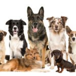Trainer Helps Dogs Adjust to Owners’ New Schedules
