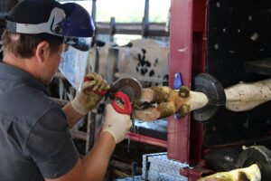 Read more about the article SPECIAL REPORT: Business — Teen Gives Pedicure to Cows