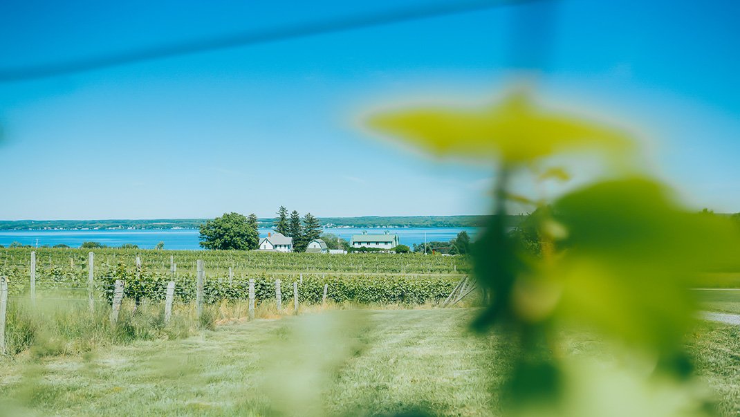 You are currently viewing SPECIAL REPORT: Finger Lakes Wine Producers Persevere Despite Hardships