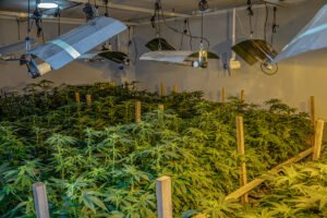 Read more about the article BUSINESS UPDATE: All About Cannabis