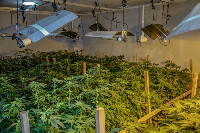 BUSINESS UPDATE: All About Cannabis